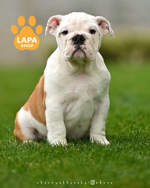 рудо-білий англійський бульдог