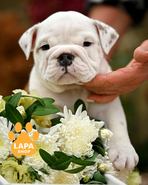 біло-рудий англійський бульдог