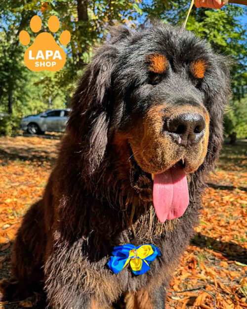Tibetan Mastiff Puppies for Sale from Europe 🐈 Ukraine