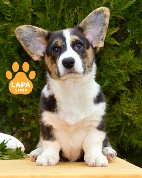 триколорний  вельш коргі кардіган