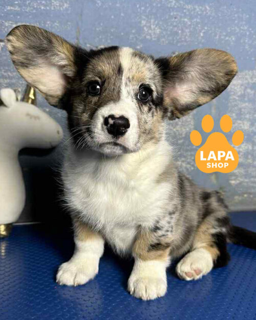 мармуровий вельш коргі кардіган