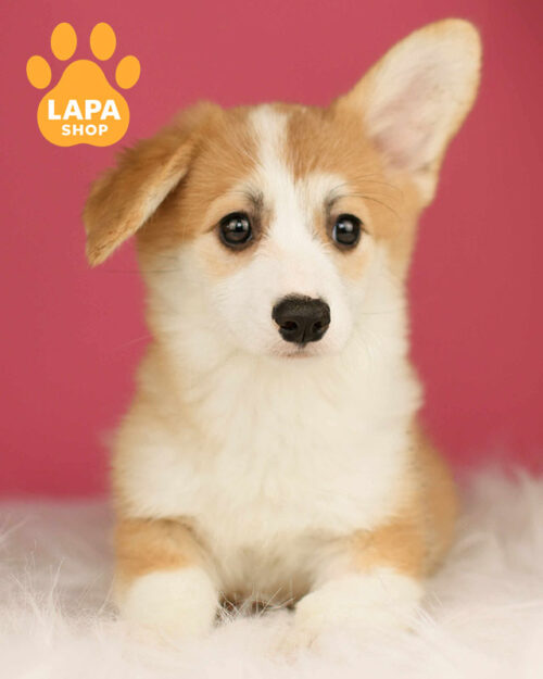 рыже-белый вельш корги пемброк