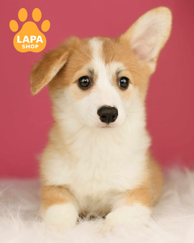 рыже-белый вельш корги пемброк