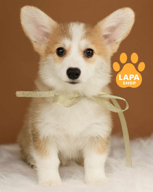 рудо-білий вельш коргі пемброк