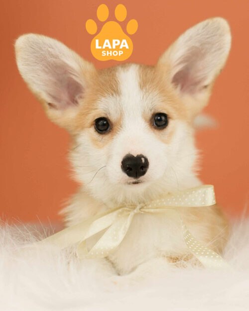 рудо-білий вельш коргі пемброк