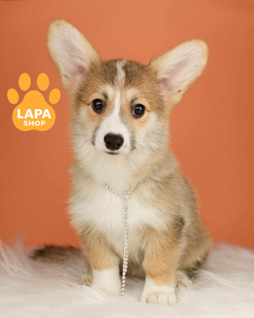 рудо-білий вельш коргі пемброк