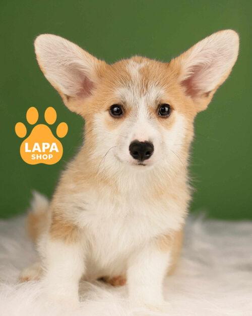 рыже-белый вельш корги пемброк