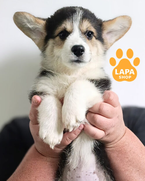 триколорный вельш корги пемброк