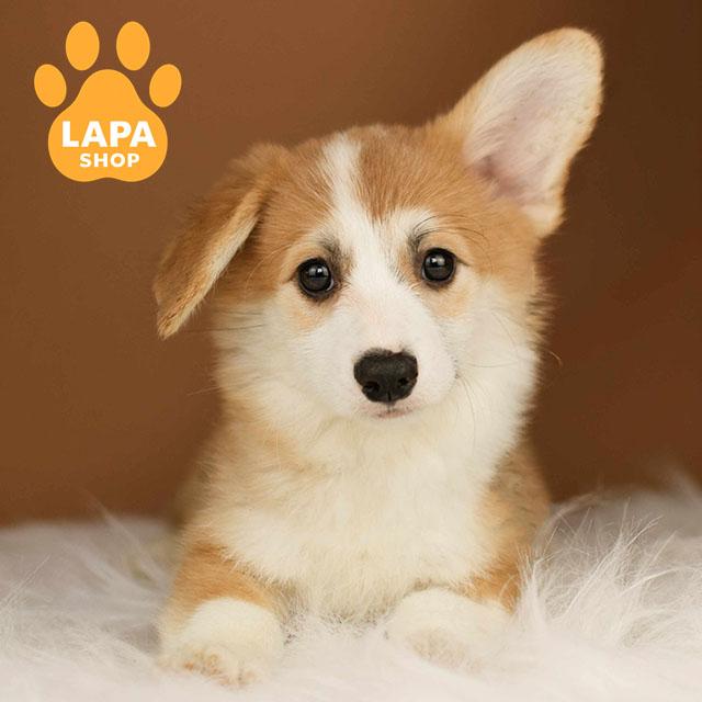 Welsh-Corgi-Pembroke-02