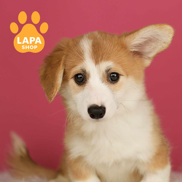 Welsh-Corgi-Pembroke-03