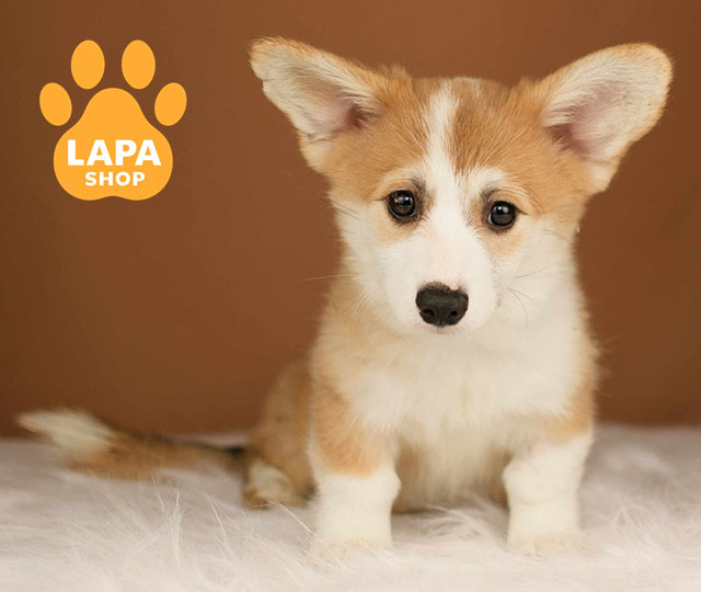 Welsh-Corgi-Pembroke-04