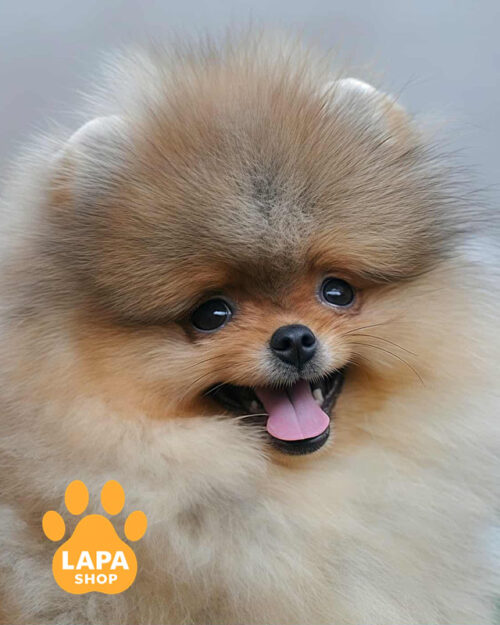 померанський шпіц забарвлення оранж