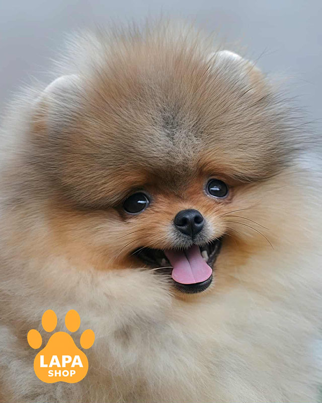 померанський шпіц забарвлення оранж