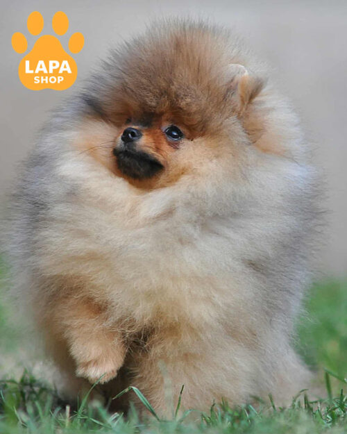 Pomeranian spitz orange color