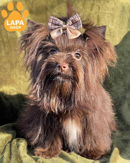 шоколадний йоркширський тер'єр