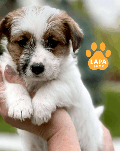 white and red Jack Russell Terrier