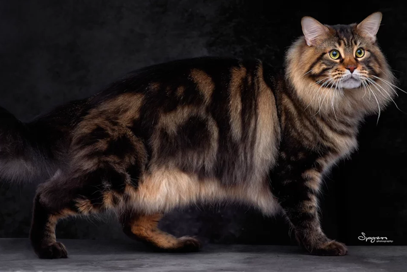 коричневий таббі мейн-кун