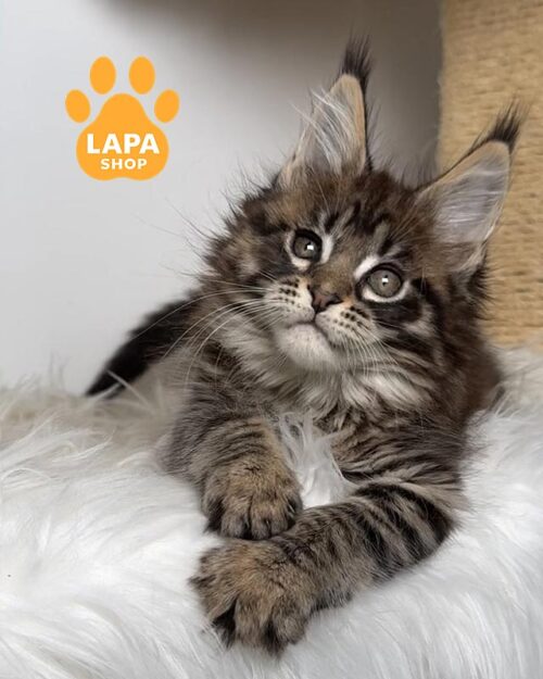 пятнистая кошка мейн-кун