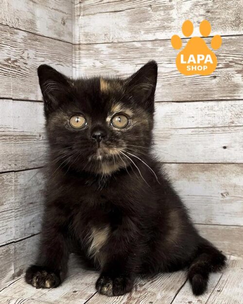 черепахова британка