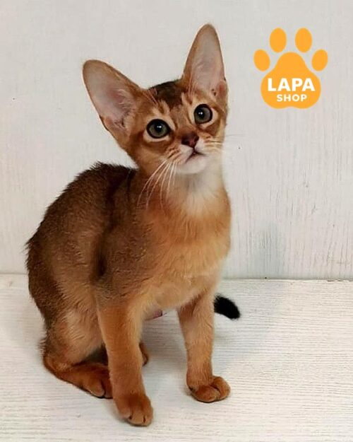 абісинська кішка дикого забарвлення