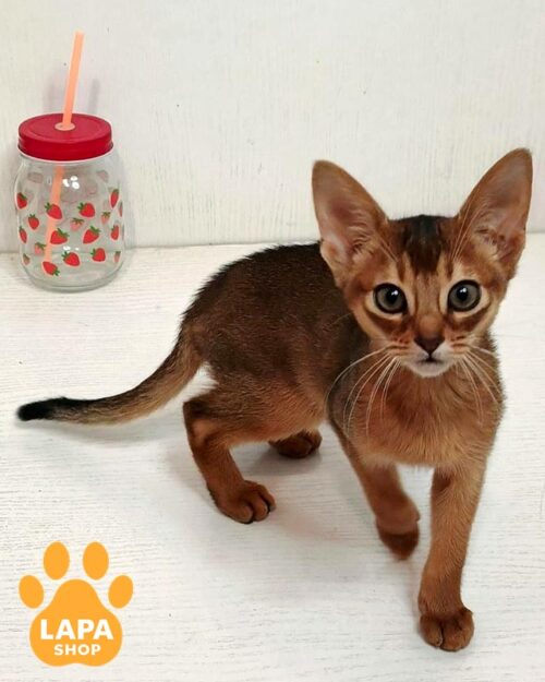 ruddy Abyssinian kitty
