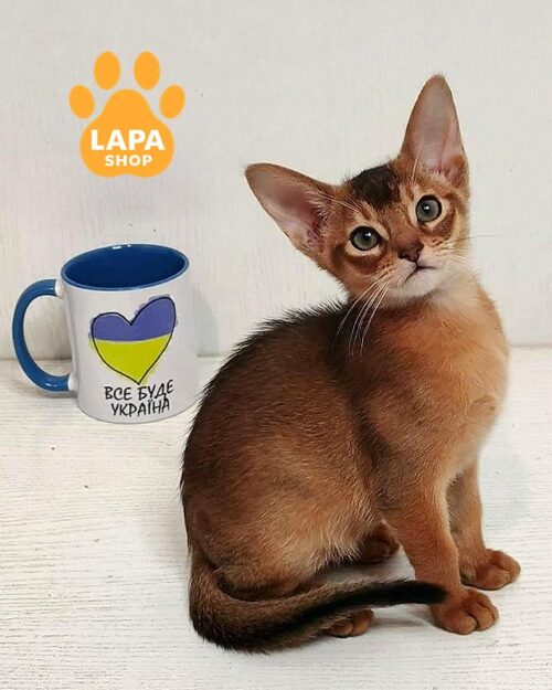 ruddy Abyssinian kitten