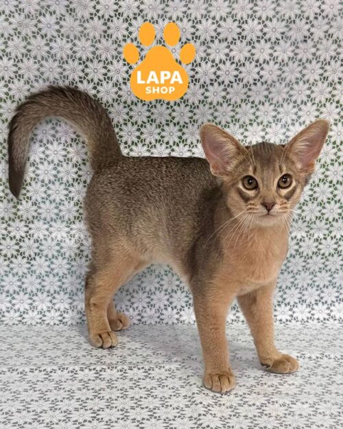 блакитний абісинець