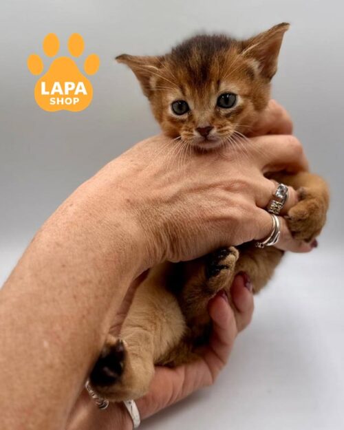 Abyssinian ruddy kitten