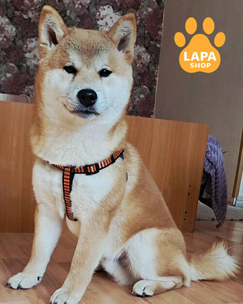 рудий шиба-іну