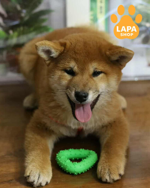 red Shiba Inu