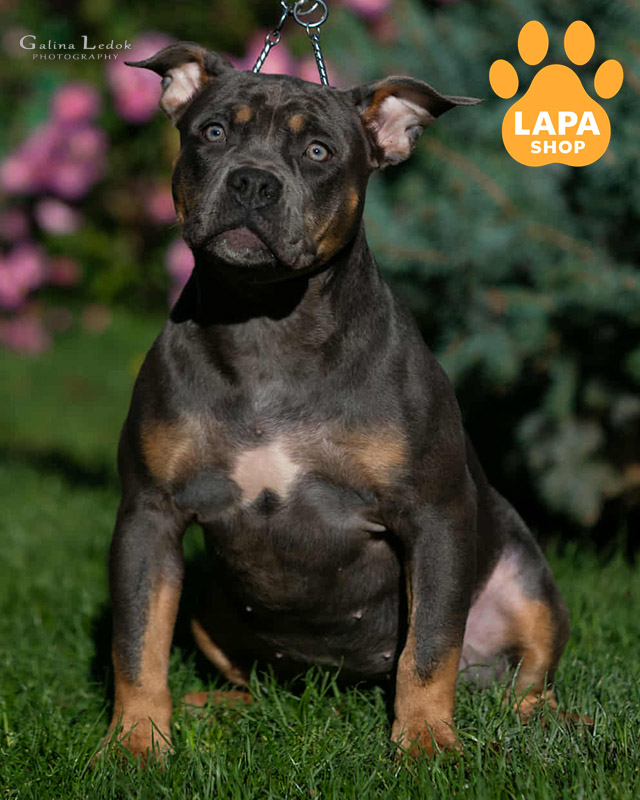 триколорный американский булли