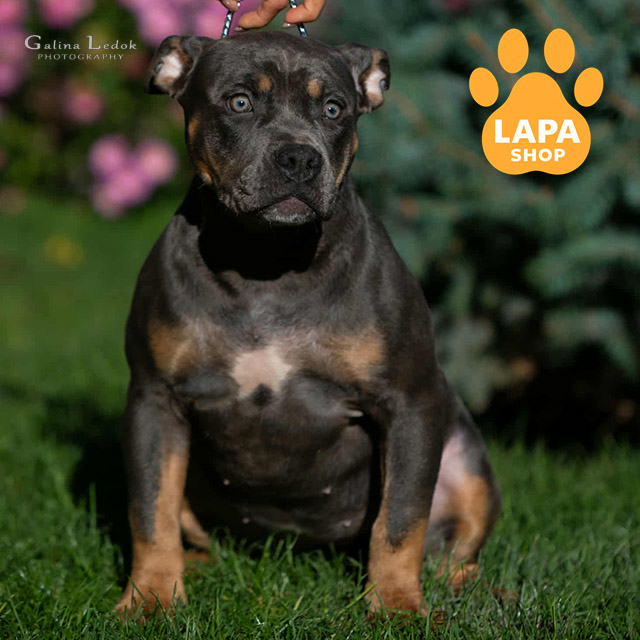 american-bully-02