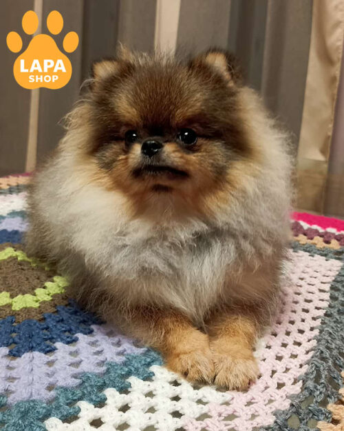 Pomeranian spitz orange color