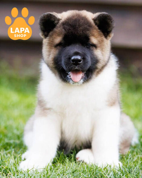 рыже-белая американская акита