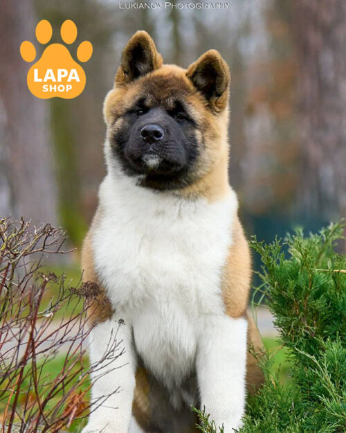 рудо-біла американська акіта