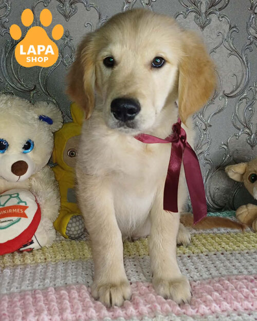 рудий золотистий ретривер