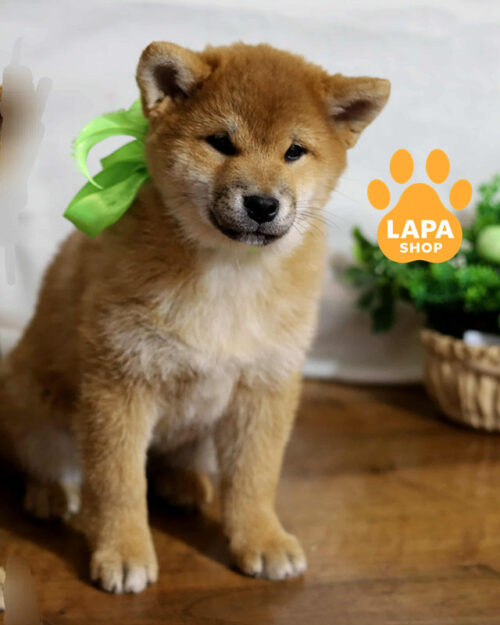 red Shiba Inu