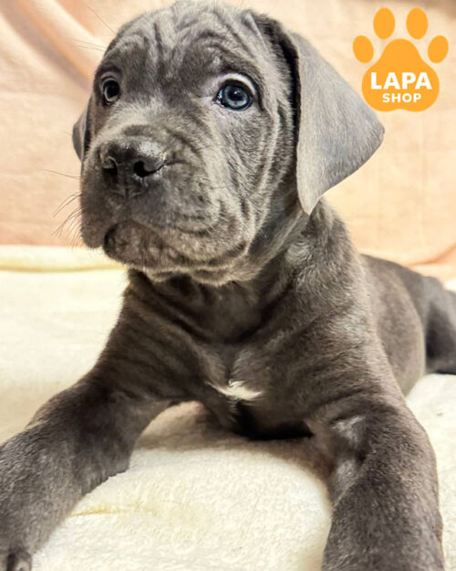 сірий кане корсо