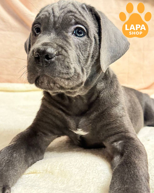 сірий кане корсо