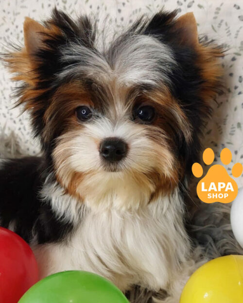 триколорный бивер йоркширский терьер