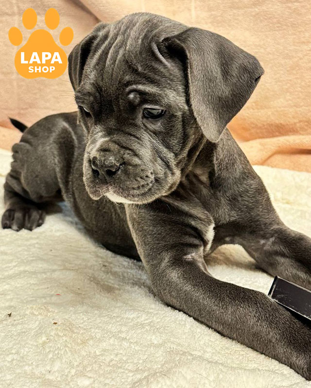 сіро-тигровий кане корсо