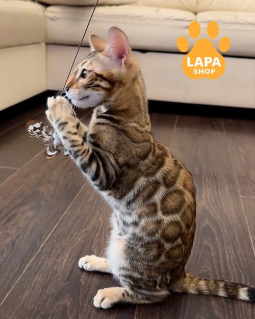 бенгальська кішка