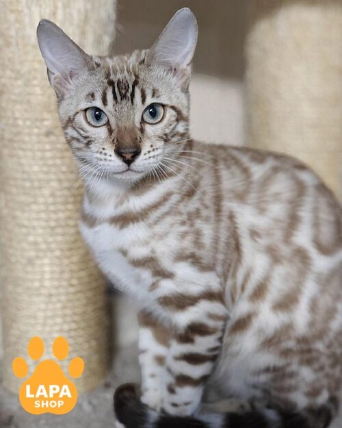 снігова бенгальська кішка