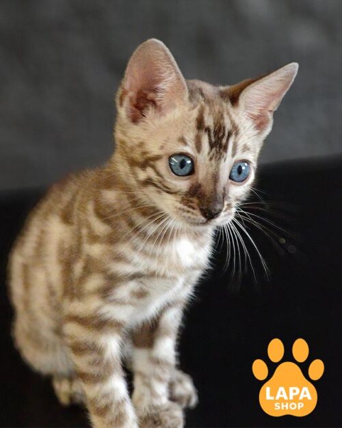 Felicia is an Elegant Bengal Kitty in a Spectacular Fur Coat ben felicia9