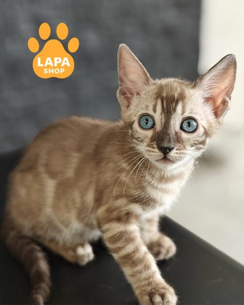 charcoal Bengal kitty