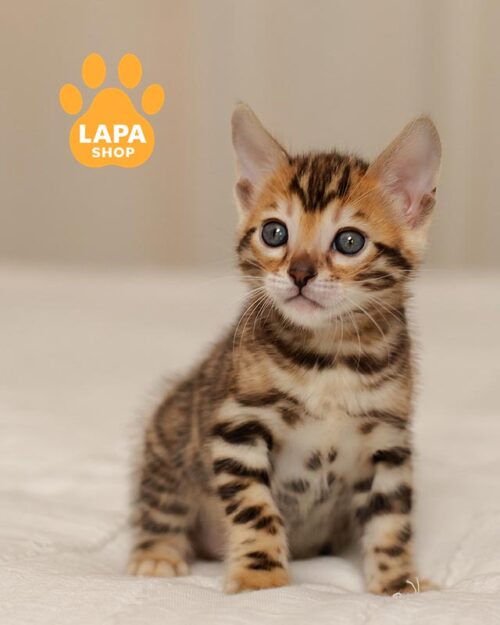 золотая бенгальская кошка