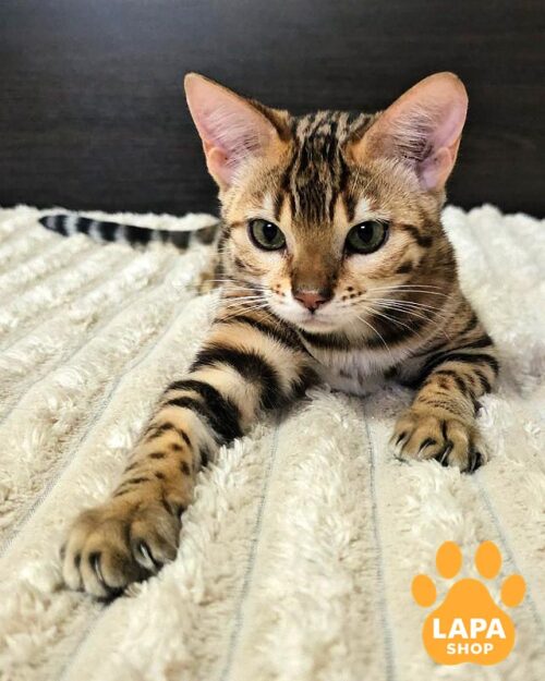 бенгальская кошка