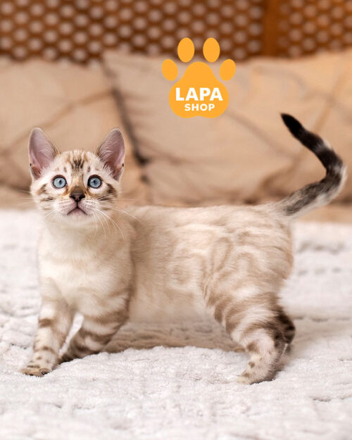 сніговий бенгал