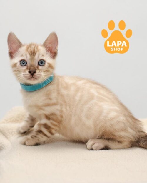 снежный бенгал