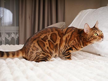 Graceful Bengal Handsome Kitten Kemal ben mom 1
